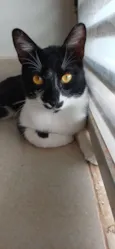 Chico