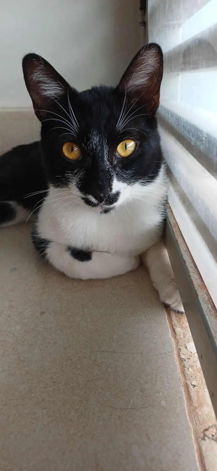 Gato raça SRD-ViraLata idade 7 a 11 meses nome Chico