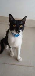 Chico