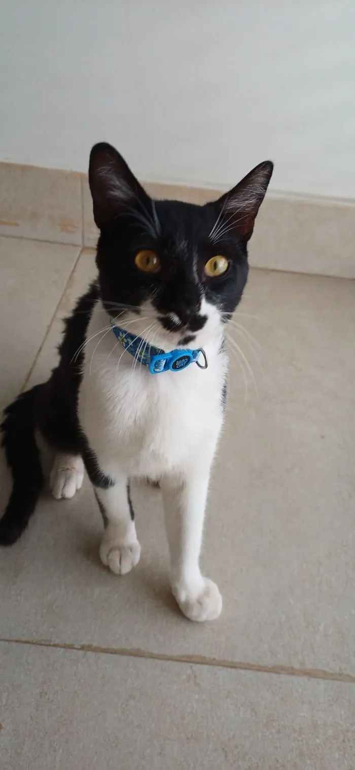 Gato raça SRD-ViraLata idade 7 a 11 meses nome Chico