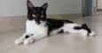 Chico