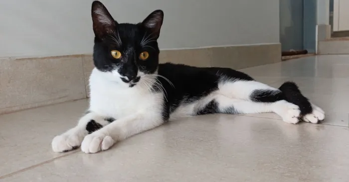 Gato raça SRD-ViraLata idade 7 a 11 meses nome Chico