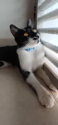 Chico