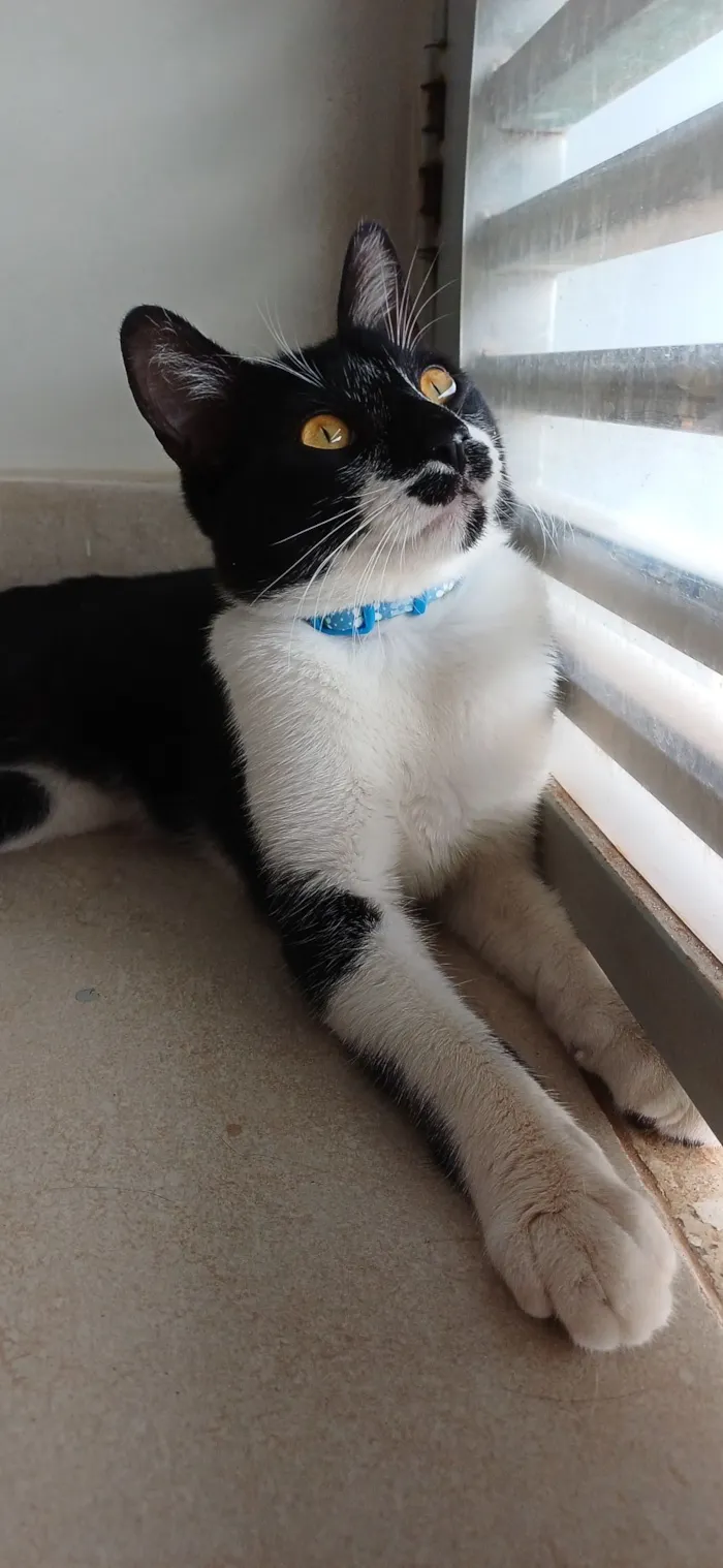 Gato raça SRD-ViraLata idade 7 a 11 meses nome Chico