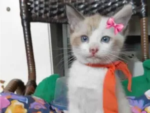 Gato raça SRD-ViraLata idade 2 a 6 meses nome lindy
