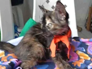 Gato raça SRD-ViraLata idade 2 a 6 meses nome Lea