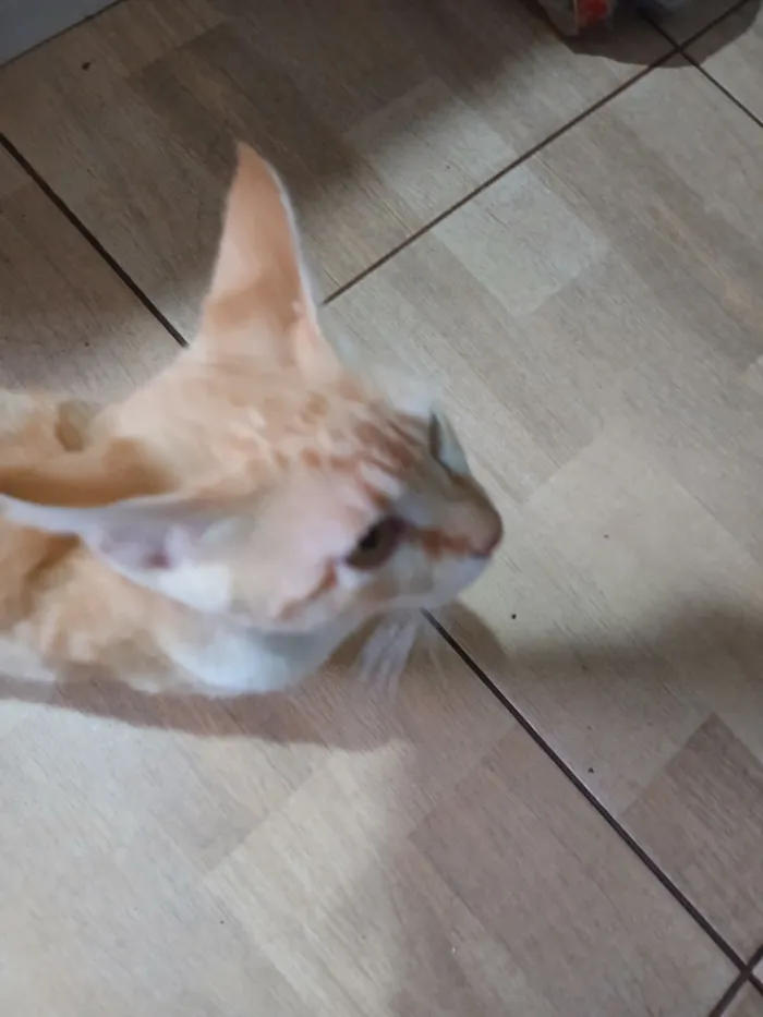 Gato raça SRD-ViraLata idade 2 a 6 meses nome Melissa