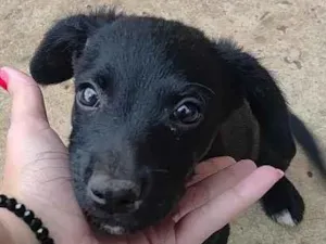 Cachorro raça SRD-ViraLata idade 2 a 6 meses nome Brigadeiro