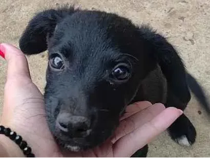 Cachorro raça SRD-ViraLata idade 2 a 6 meses nome Brigadeiro