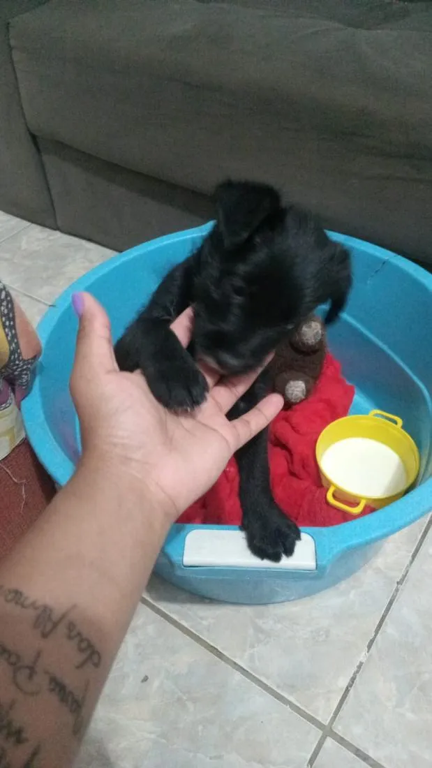 Cachorro raça SRD-ViraLata idade 2 a 6 meses nome Zeus