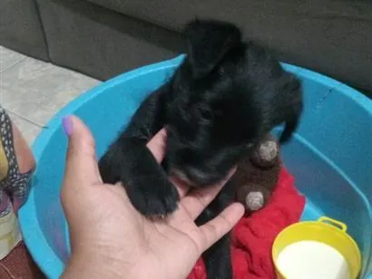 Cachorro raça SRD-ViraLata idade 2 a 6 meses nome Zeus