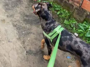 Cachorro raça Rottweiler idade 7 a 11 meses nome Fofinho