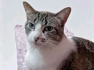 Gato raça SRD-ViraLata idade 1 ano nome Kàssia
