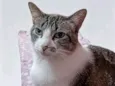 Kàssia