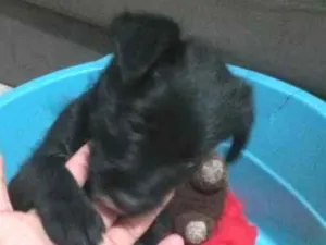 Cachorro raça SRD-ViraLata idade 2 a 6 meses nome Zeus