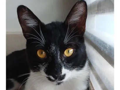 Gato raça SRD-ViraLata idade 7 a 11 meses nome Chico