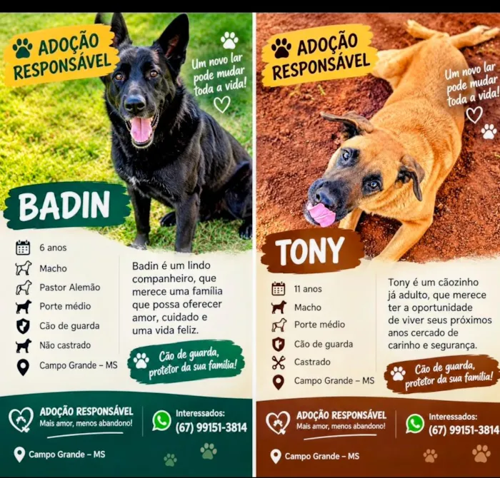 Cachorro raça Pastor Alemão idade 6 ou mais anos nome Badin