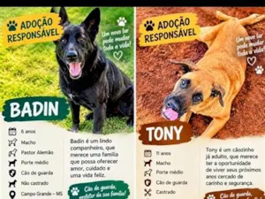 Cachorro raça Pastor Alemão idade 6 ou mais anos nome Badin