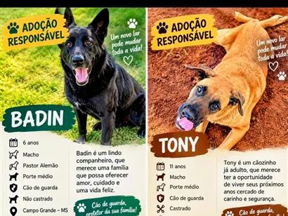 Cachorro raça Pastor Alemão idade 6 ou mais anos nome Badin