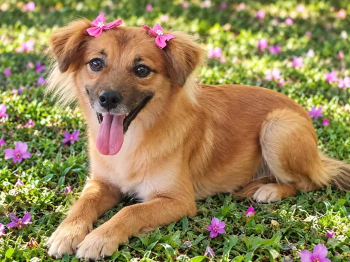 Cachorro raça SRD-ViraLata idade 1 ano nome Raposinha