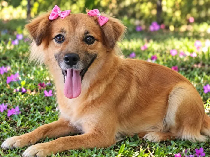 Cachorro raça SRD-ViraLata idade 1 ano nome Raposinha