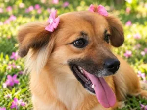 Cachorro raça SRD-ViraLata idade 1 ano nome Raposinha