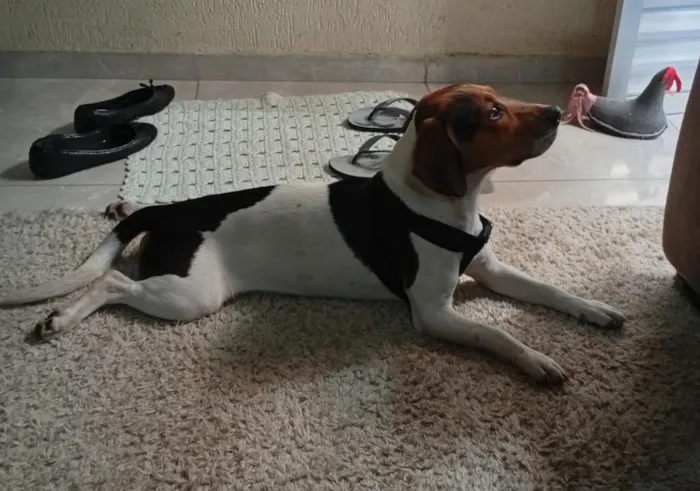 Cachorro raça SRD-ViraLata idade 2 anos nome Apolo