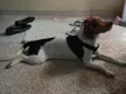 Apolo