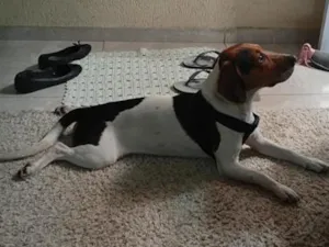 Cachorro raça SRD-ViraLata idade 2 anos nome Apolo