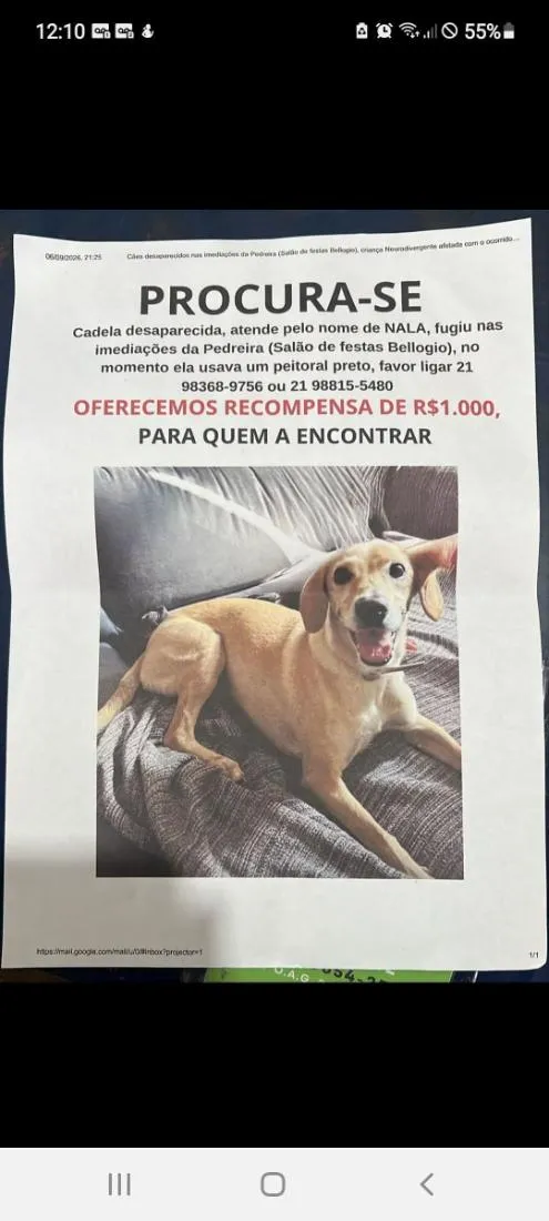Cachorro raça SRD-ViraLata idade 3 anos nome Nala