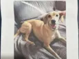 Nala