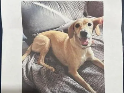 Cachorro raça SRD-ViraLata idade 3 anos nome Nala
