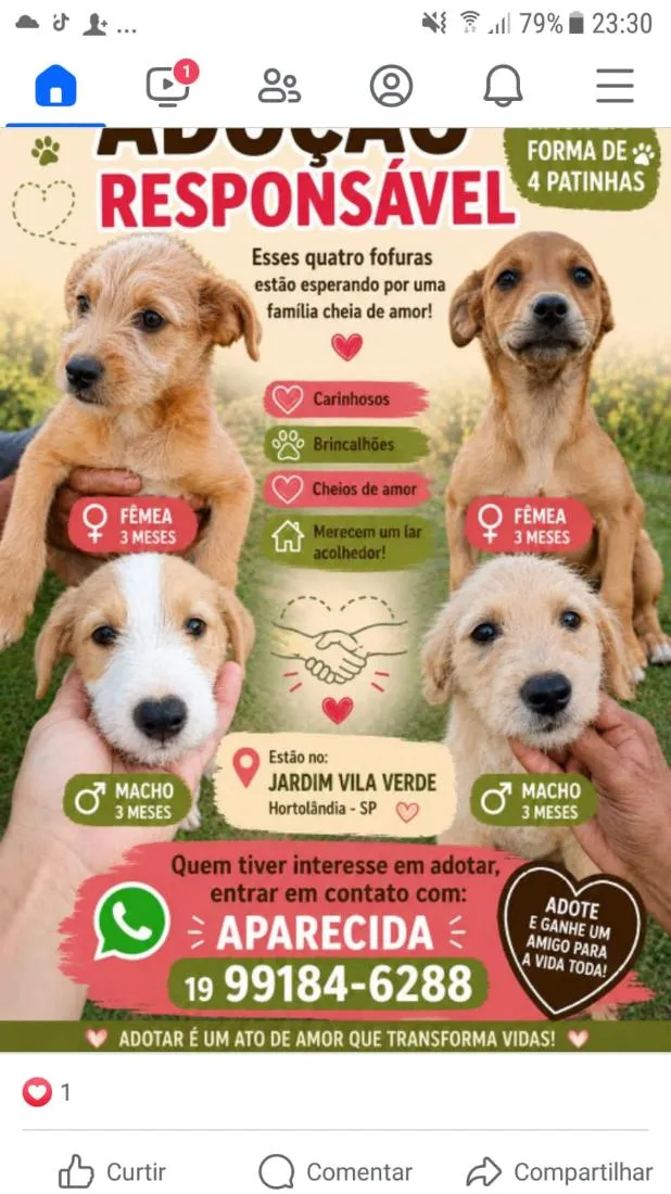 Cachorro raça SRD-ViraLata idade 7 a 11 meses nome pintado pimenta fiapo de manga e carinhos