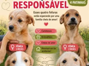 Cachorro raça SRD-ViraLata idade 7 a 11 meses nome pintado pimenta fiapo de manga e carinhos
