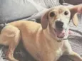 Nala