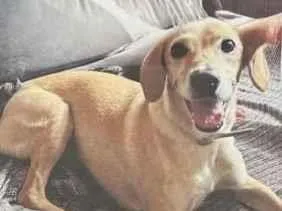 Cachorro raça SRD-ViraLata idade 3 anos nome Nala