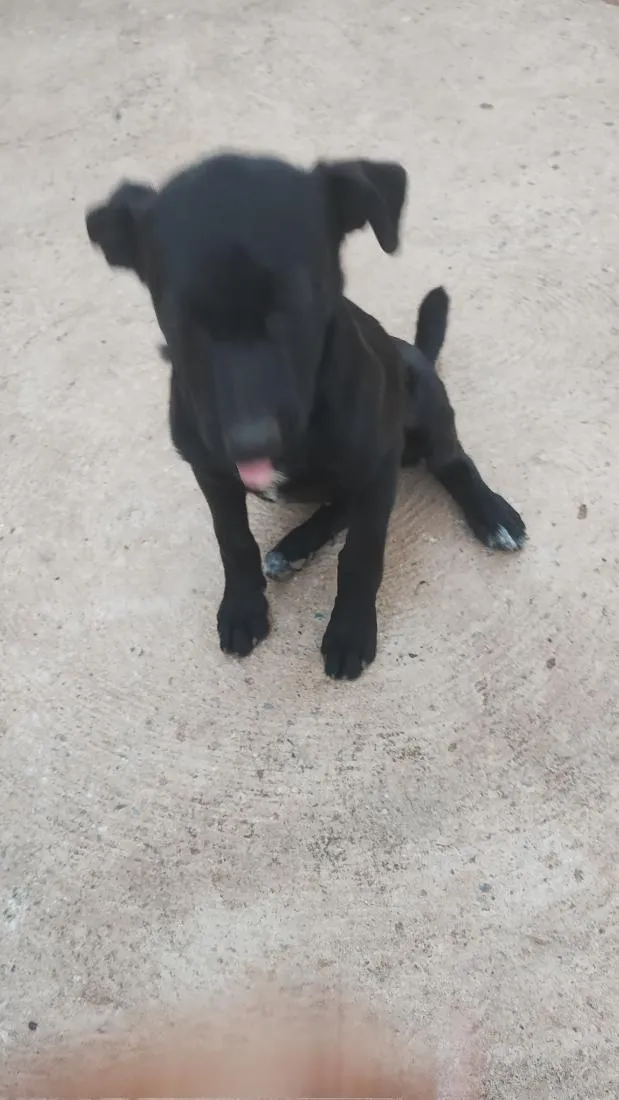 Cachorro raça SRD-ViraLata idade 2 a 6 meses nome pretinhos