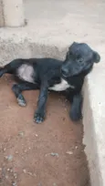 pretinhos