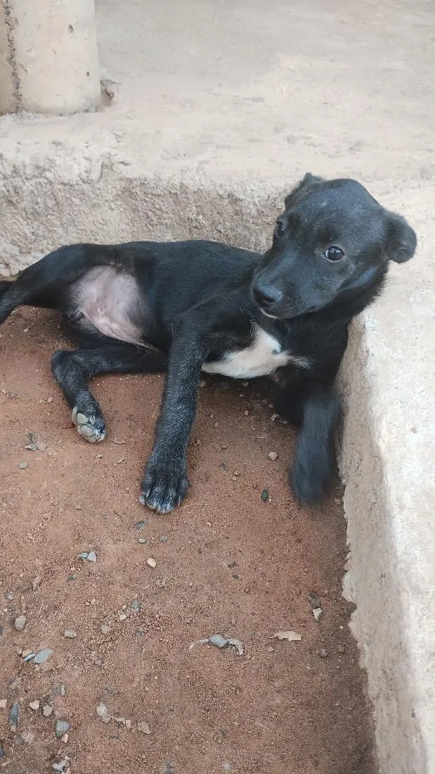 Cachorro raça SRD-ViraLata idade 2 a 6 meses nome pretinhos
