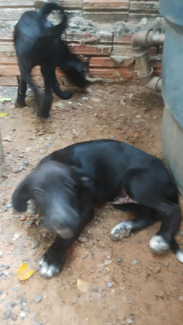 Cachorro raça SRD-ViraLata idade 2 a 6 meses nome pretinhos
