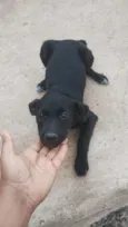pretinhos