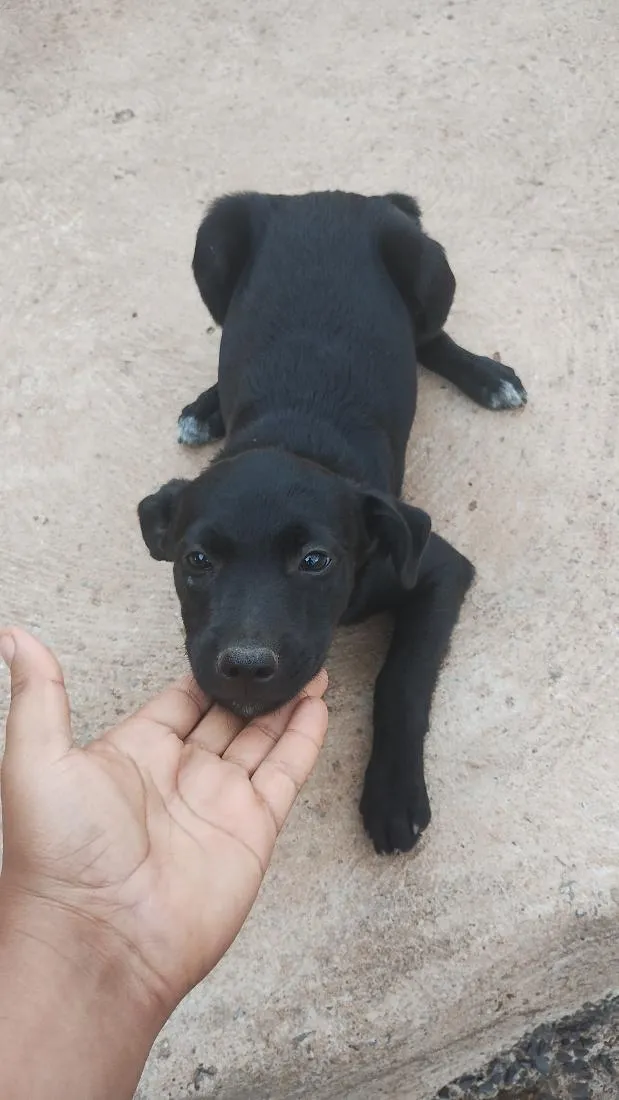 Cachorro raça SRD-ViraLata idade 2 a 6 meses nome pretinhos