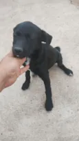 pretinhos