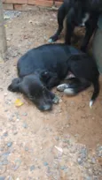 pretinhos