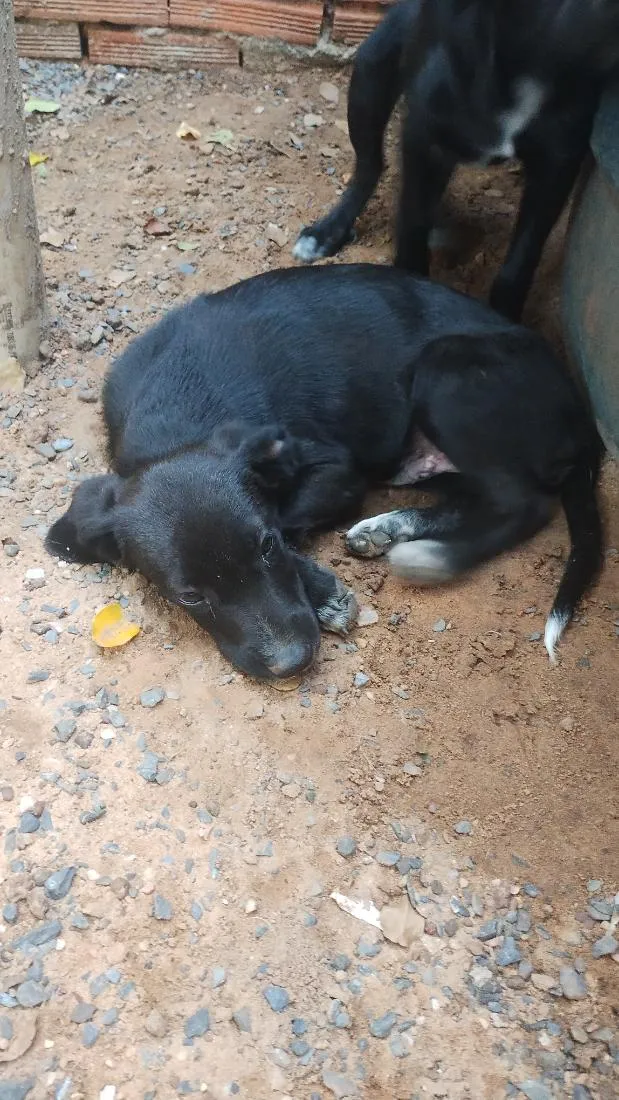 Cachorro raça SRD-ViraLata idade 2 a 6 meses nome pretinhos