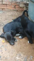 pretinhos