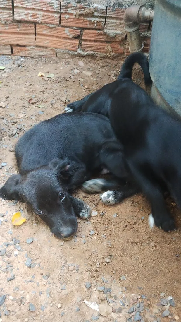 Cachorro raça SRD-ViraLata idade 2 a 6 meses nome pretinhos