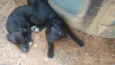 pretinhos