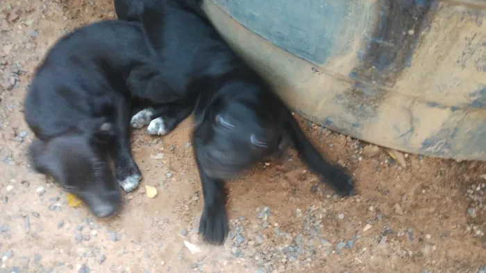 Cachorro raça SRD-ViraLata idade 2 a 6 meses nome pretinhos