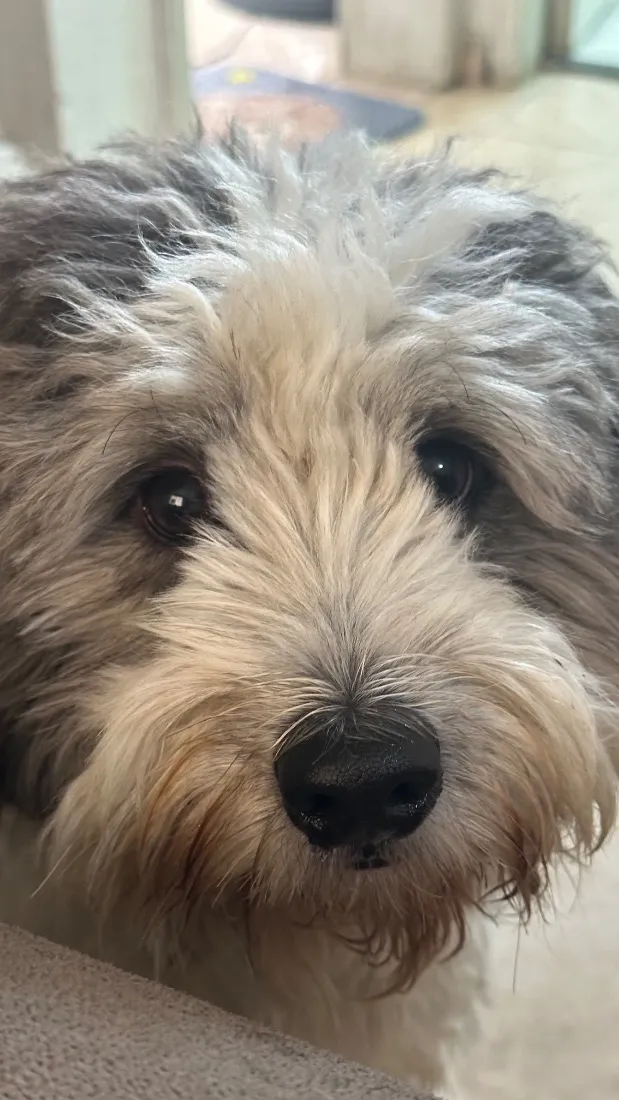 Cachorro raça Poodle idade 2 anos nome Alfredinho